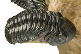 Large Metacanthina Trilobite With Reedops - Lghaft, Morocco #381585-7